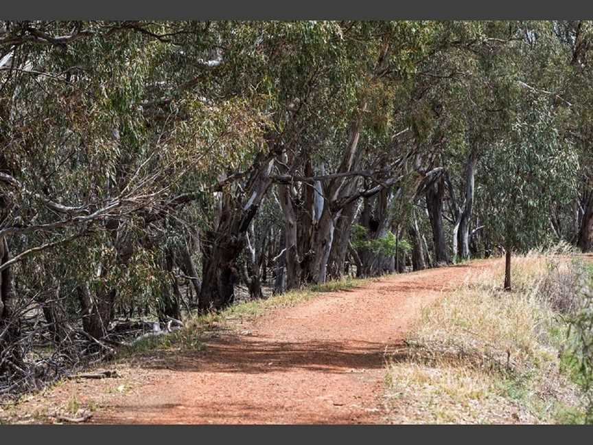 Narrandera Flora and Fauna Reserve, Narrandera, NSW