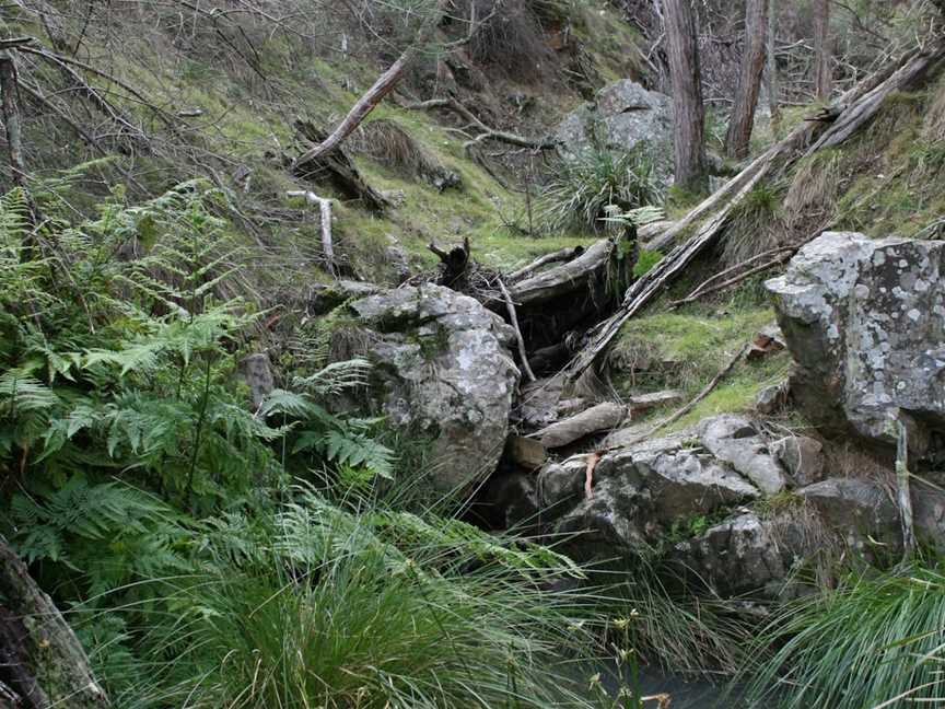 Black Mountain, Acton, ACT