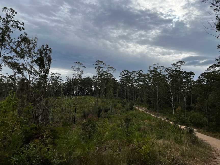 Pine Creek State Forest, Coffs Harbour, NSW