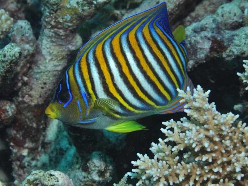 Monolith Dive Site, Cairns City, QLD