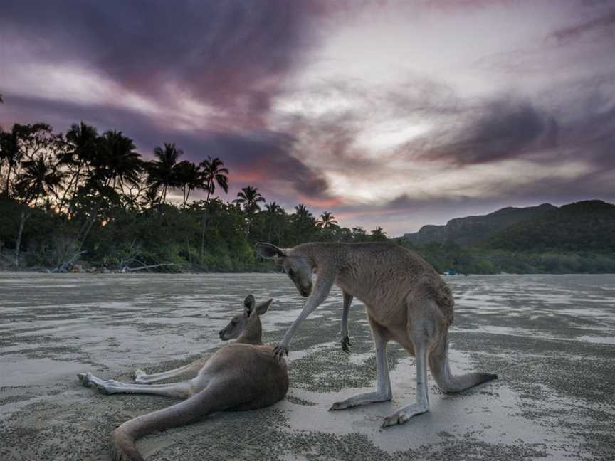 Wallabies on the Beach at Cape Hillsborough, Cape Hillsborough, QLD