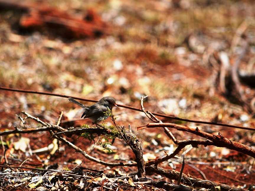 Birdwatching in the South Burnett, Kingaroy, QLD