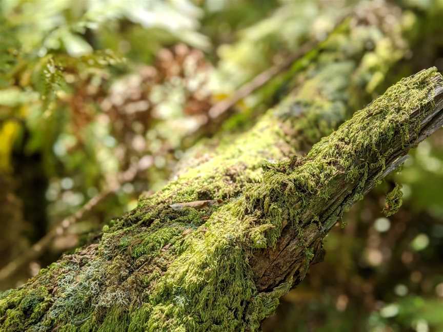 Goodenia Rainforest picnic area, South Wolumla, NSW