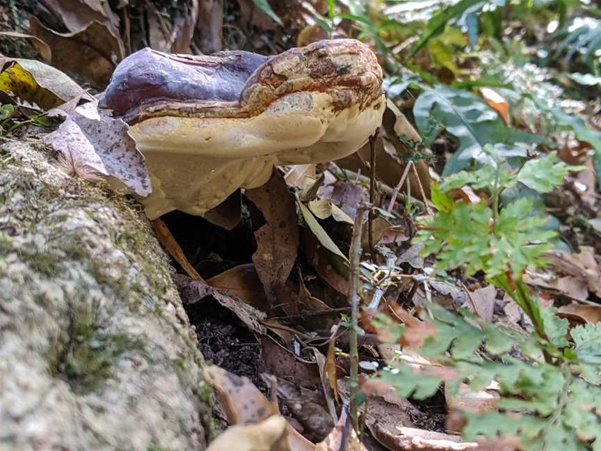 Goodenia Rainforest picnic area, South Wolumla, NSW