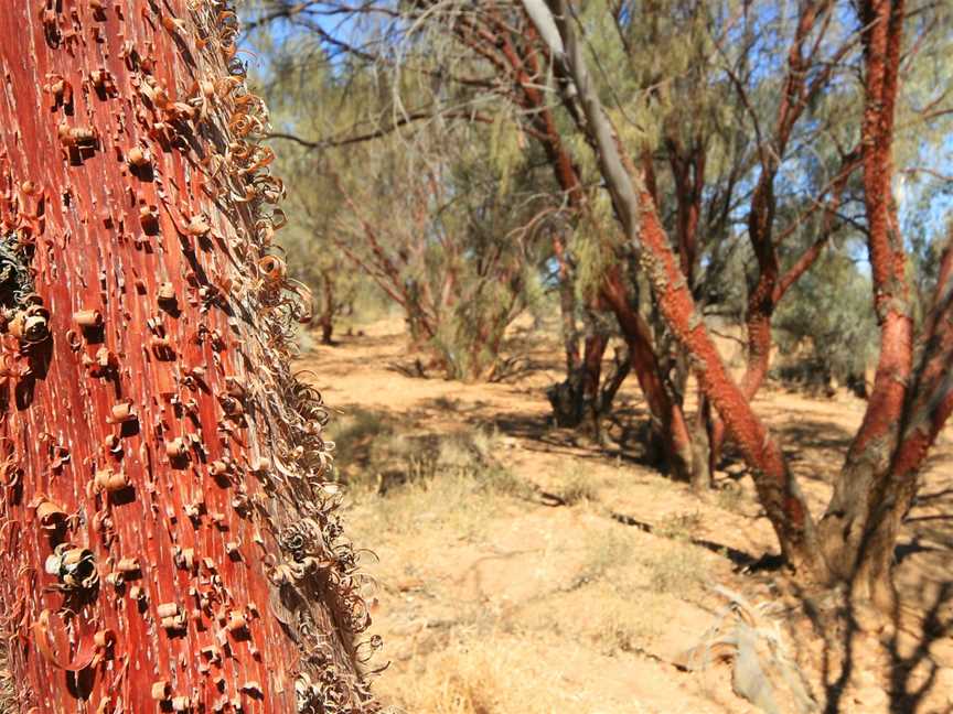 Witjira National Park, Oodnadatta, SA