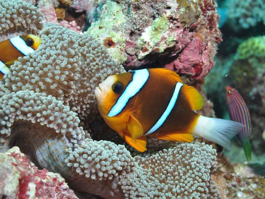 Thetford Reef Dive Site, Cairns City, QLD