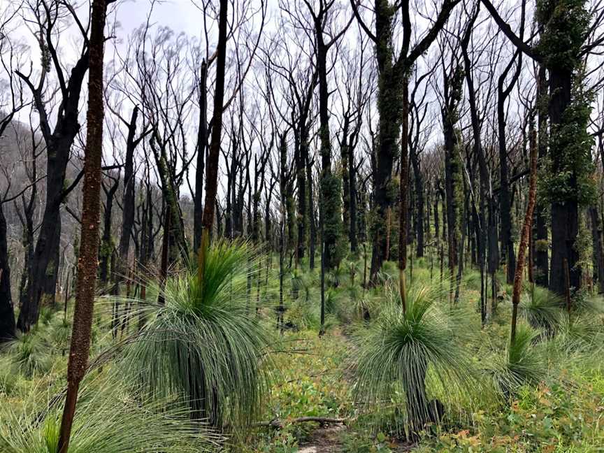 Mount Imlay National Park, Towamba, NSW