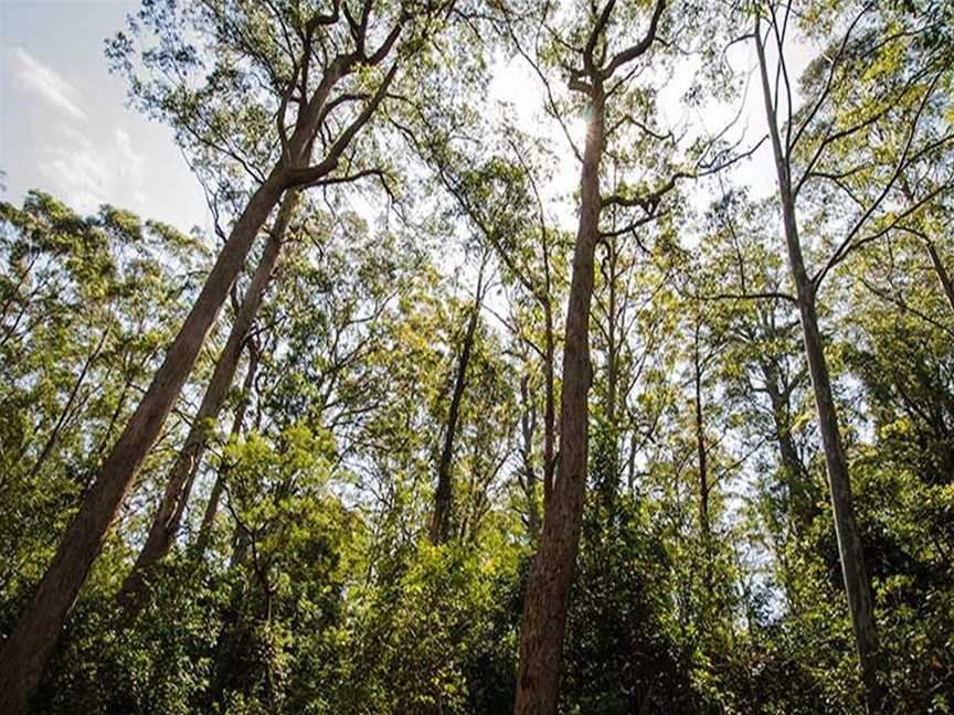 Lagoon Pinch picnic area, Upper Allyn, NSW