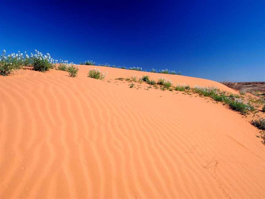 Munga-Thirri - Simpson Desert Conservation Park and Regional Reserve, Oodnadatta, SA