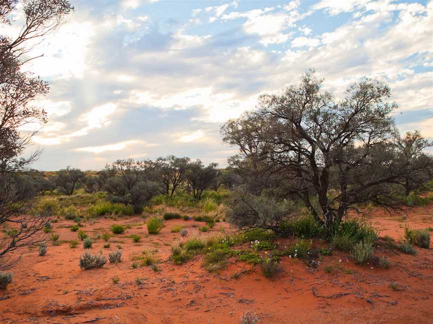 Munga-Thirri - Simpson Desert Conservation Park and Regional Reserve, Oodnadatta, SA