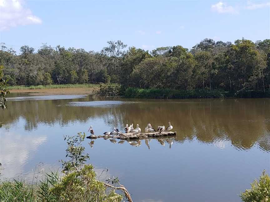 Berrinba Wetlands, Berrinba, QLD