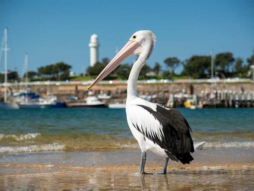 Belmore Basin, Wollongong, NSW