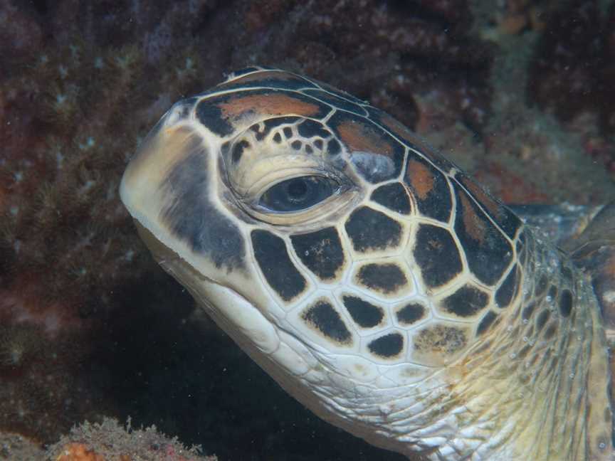 Cochrane Artificial Reef Dive Site, Bargara, QLD