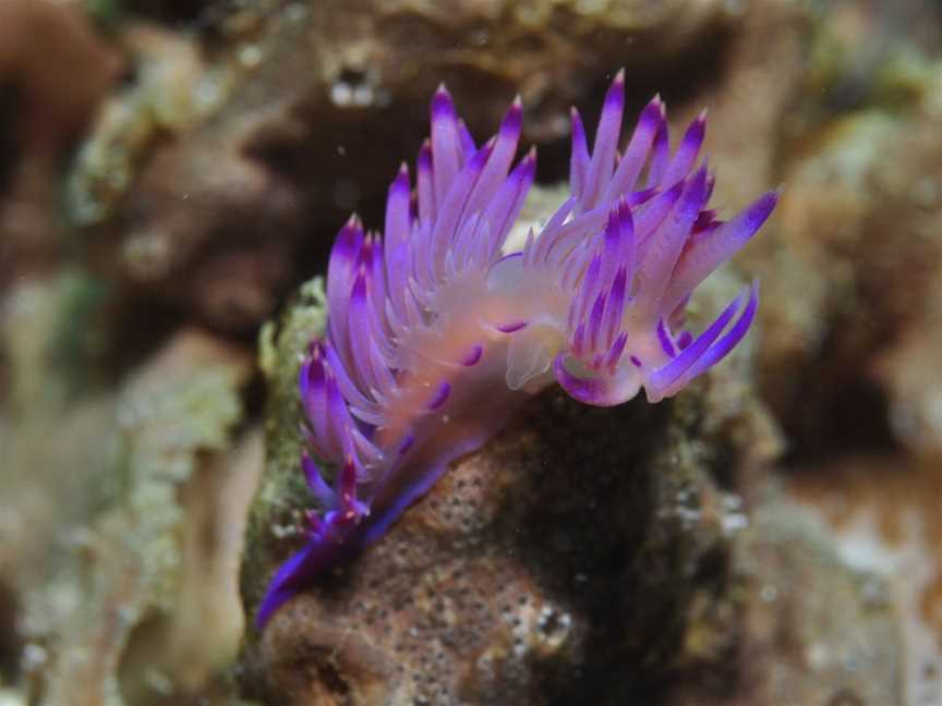 Hoffman's Rocks Dive Site, Bargara, QLD