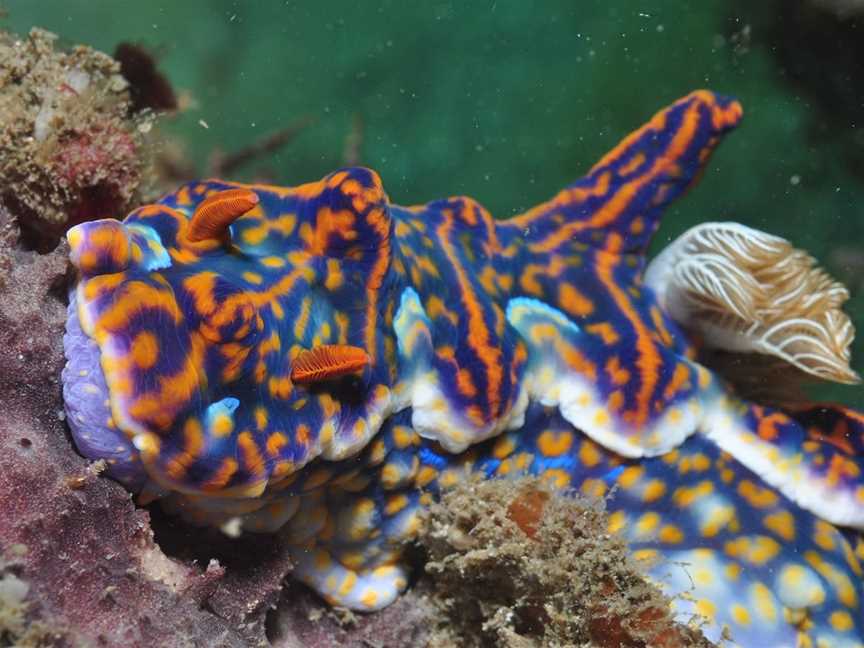 Hoffman's Rocks Dive Site, Bargara, QLD