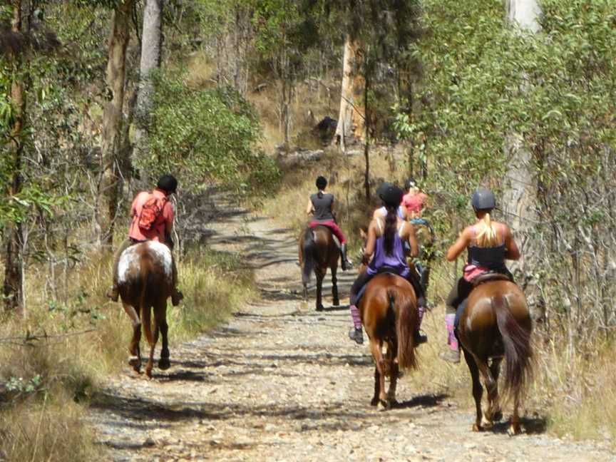 Nerang National Park and State Forest, Nerang, QLD