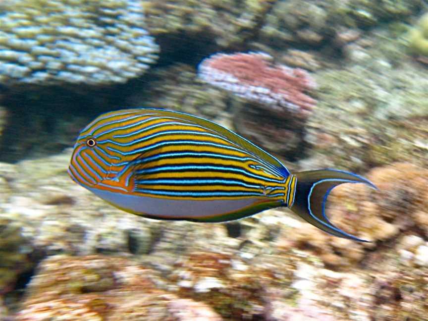 Great Barrier Reef, Cairns City, QLD