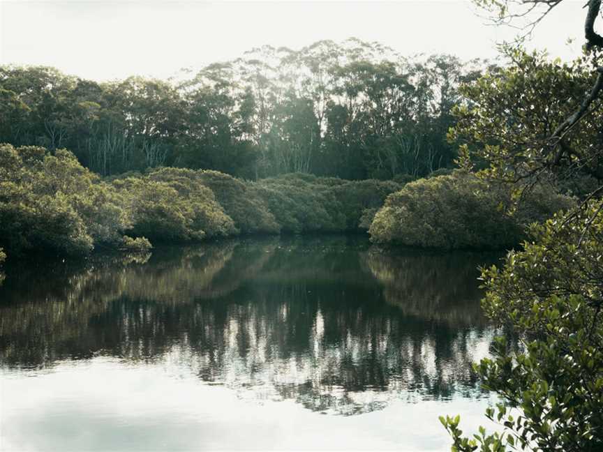 Kooloonbung Creek Nature Park, Port Macquarie, NSW