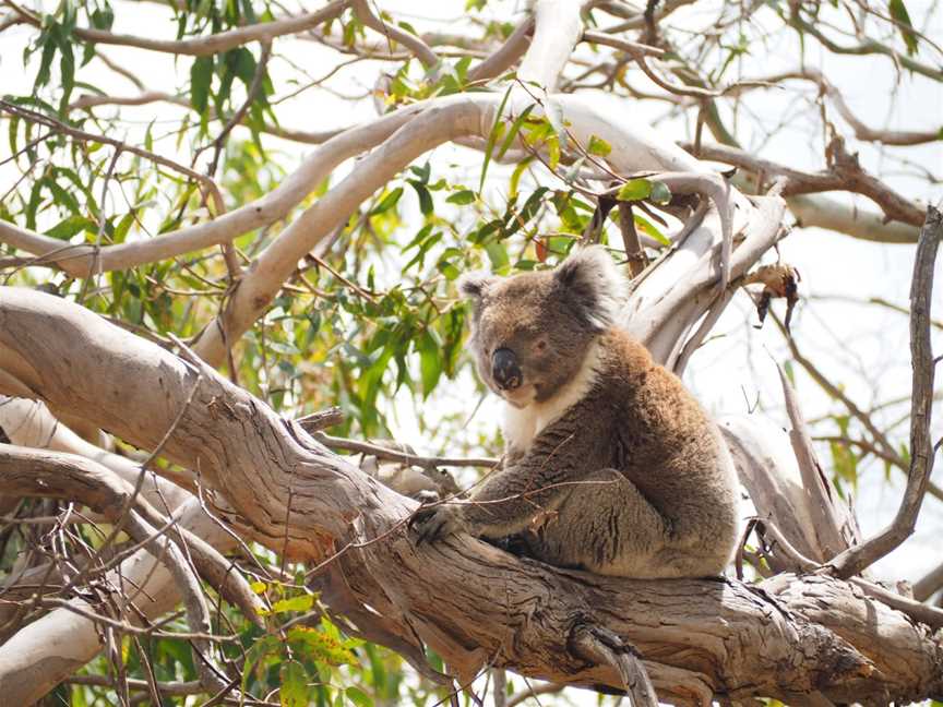 Kangaroo Island Wilderness Trail, Duncan, SA