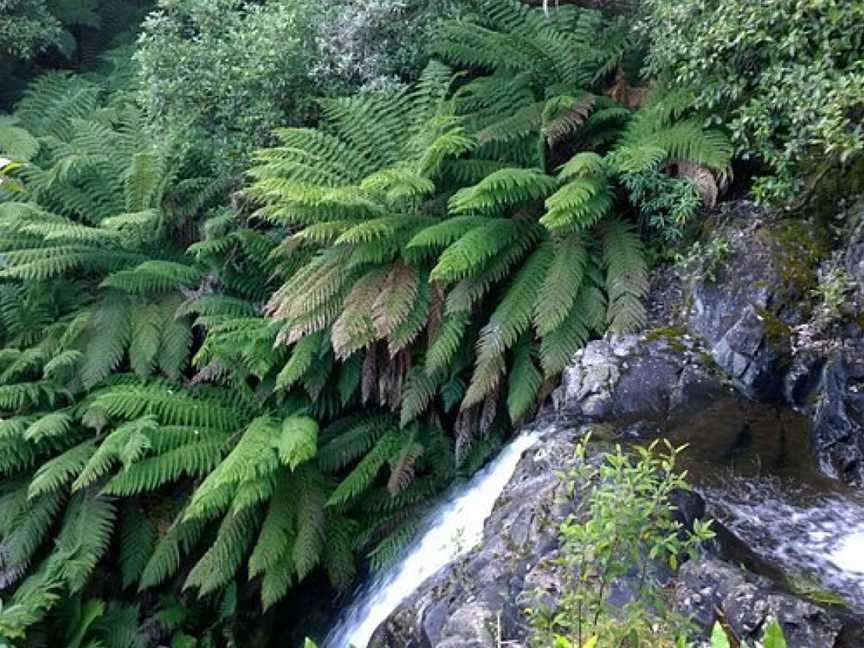 Myrtle Forest, Hobart, TAS