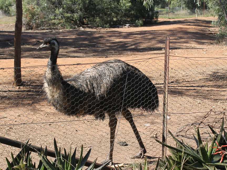 Waterways Wildlife Park, Gunnedah, NSW