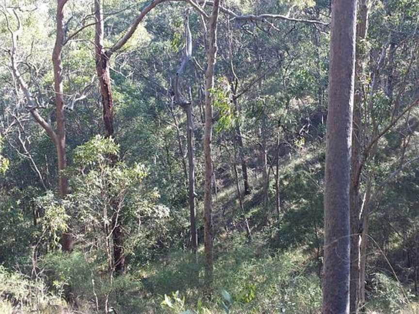 Toohey Forest, Brisbane, QLD