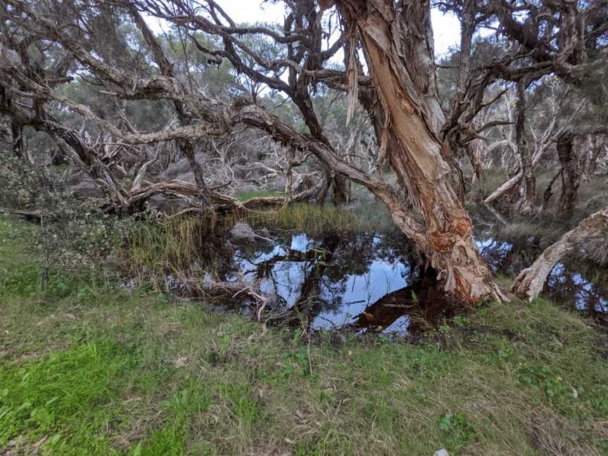 Star Swamp Bushland Reserve, North Beach, WA