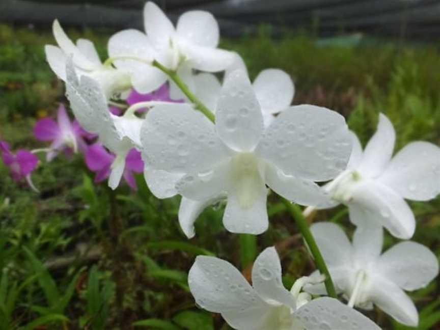 Jenny's Orchid Garden, Howard Springs, NT