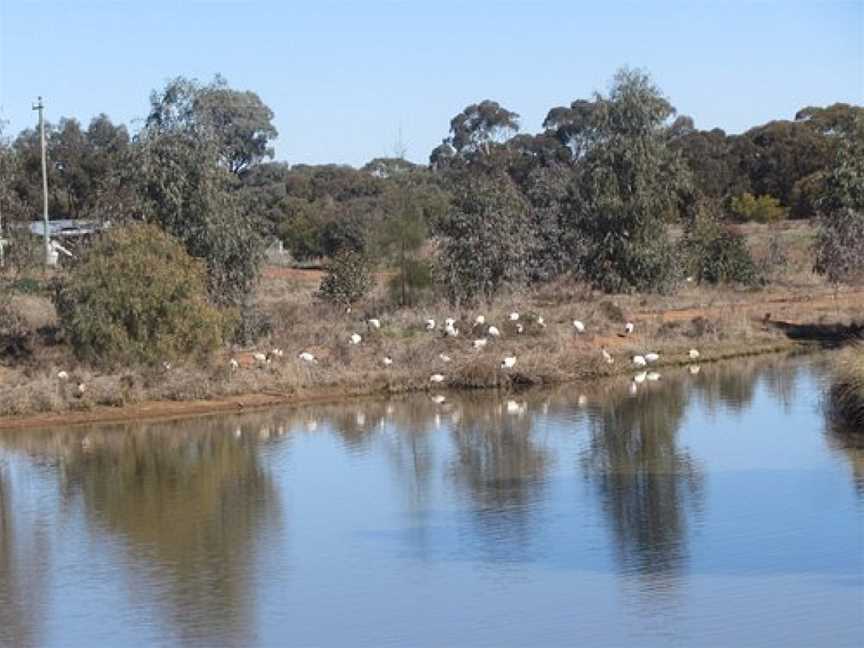 West Wyalong Wetlands, West Wyalong, NSW