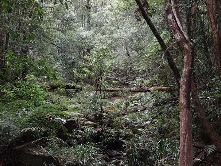 Forest of Tranquility, Ourimbah, NSW