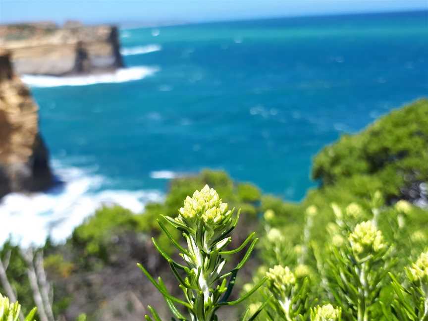 Mutton Bird Lookout, Port Campbell, VIC