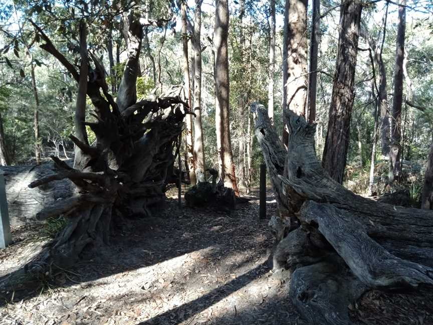 Kincumba Mountain Reserve, Kincumber, NSW