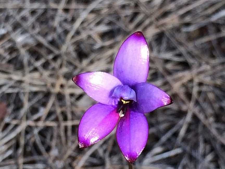 Macrocarpa Trail, Kulin, WA