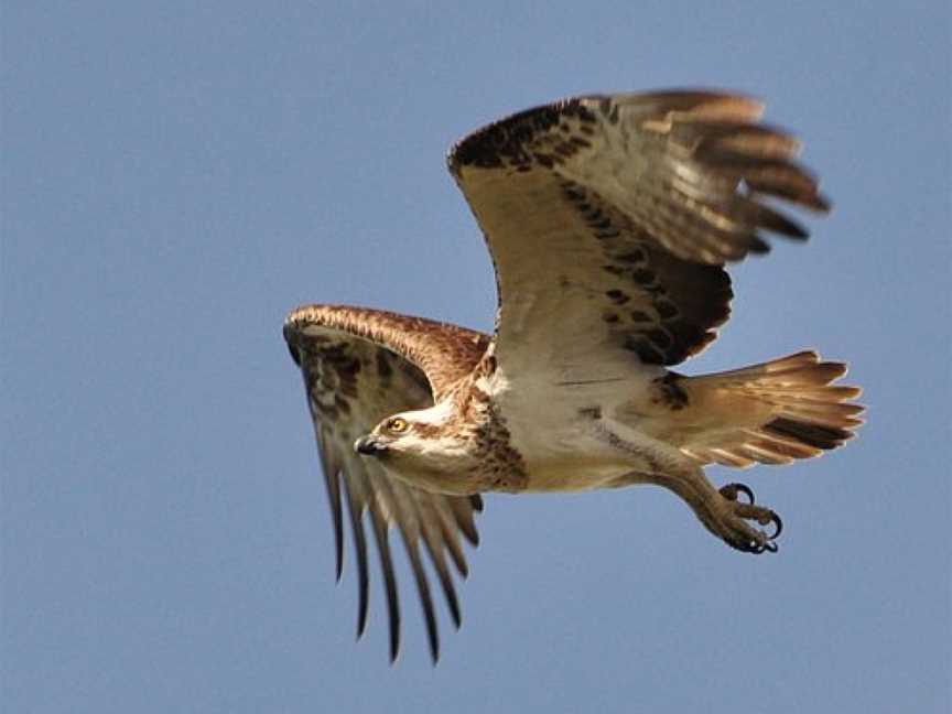 Osprey Environmental Centre Brisbane, Brisbane, QLD