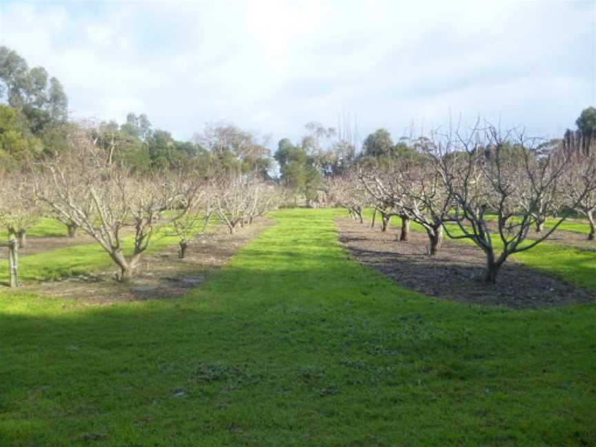 Toora Heritage Pear Orchard, Toora, VIC