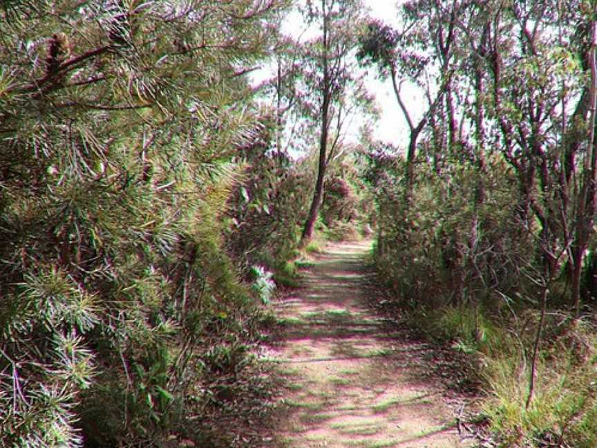 Cliff Top Walking Track, Blackheath, NSW