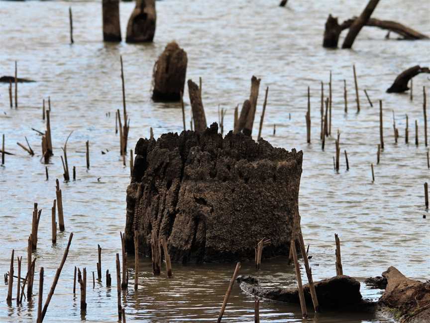 Kow Swamp, Gunbower, VIC