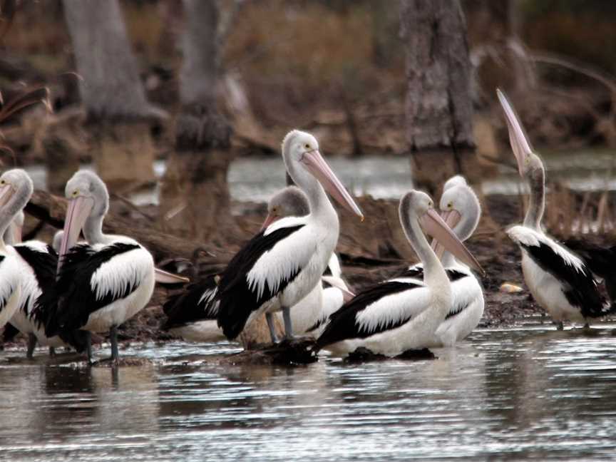 Kow Swamp, Gunbower, VIC