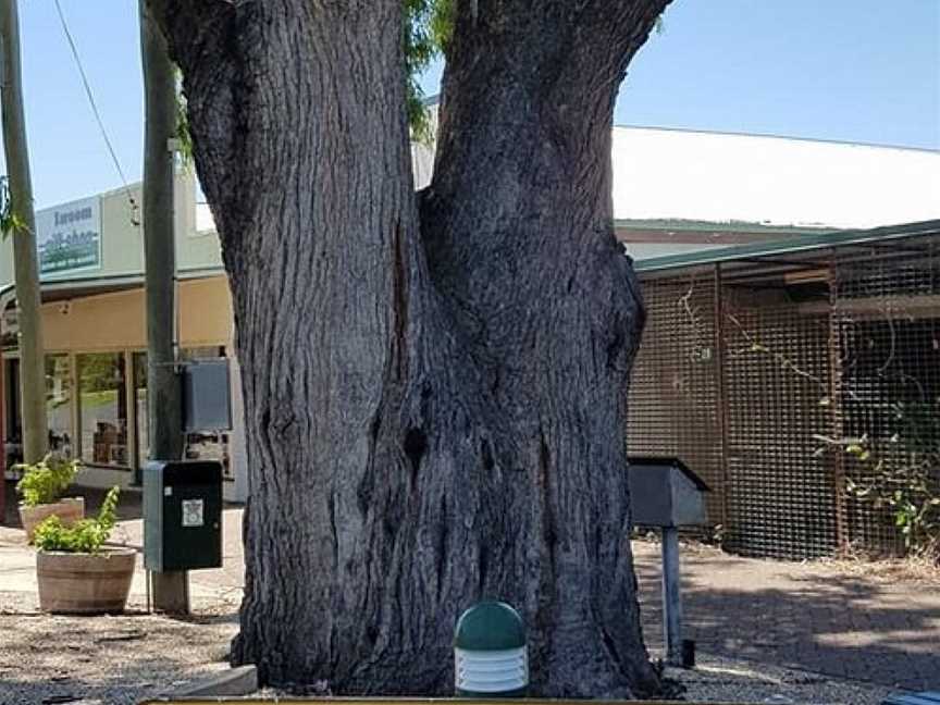 Leichhardt Tree, Taroom, QLD