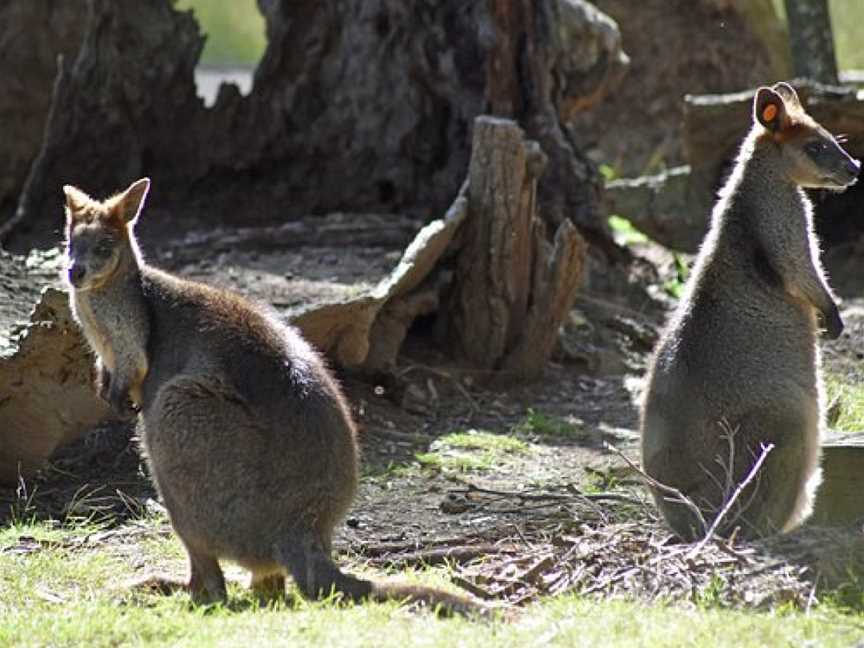 Wirrimbirra Sanctuary, Bargo, NSW