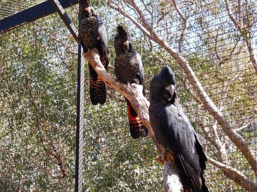Kaarakin Black Cockatoo Conservation Centre, Martin, WA