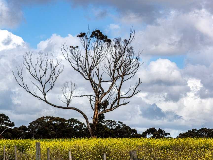 Limeburners Lagoon State Nature Reserve, Corio, VIC