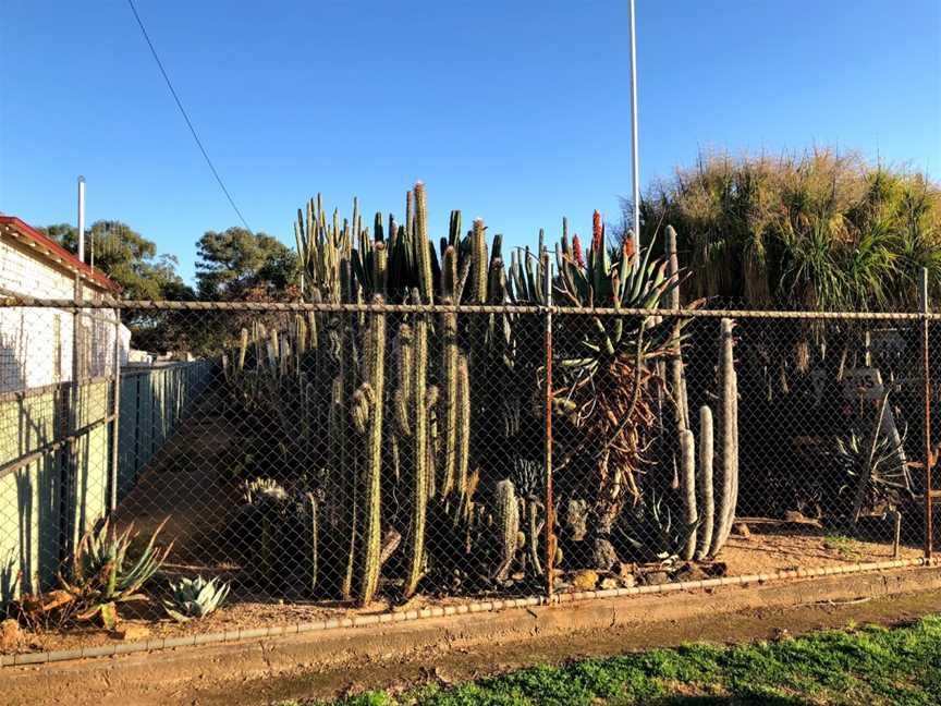 Orana Cactusworld, Gilgandra, NSW