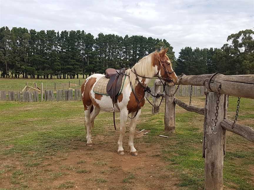 Silver Brumby Trails, Spring Hill, NSW