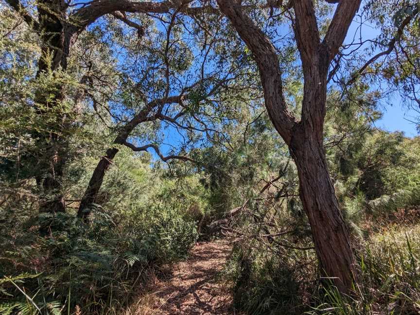 Alex Wilkie Nature Reserve, Springvale, VIC