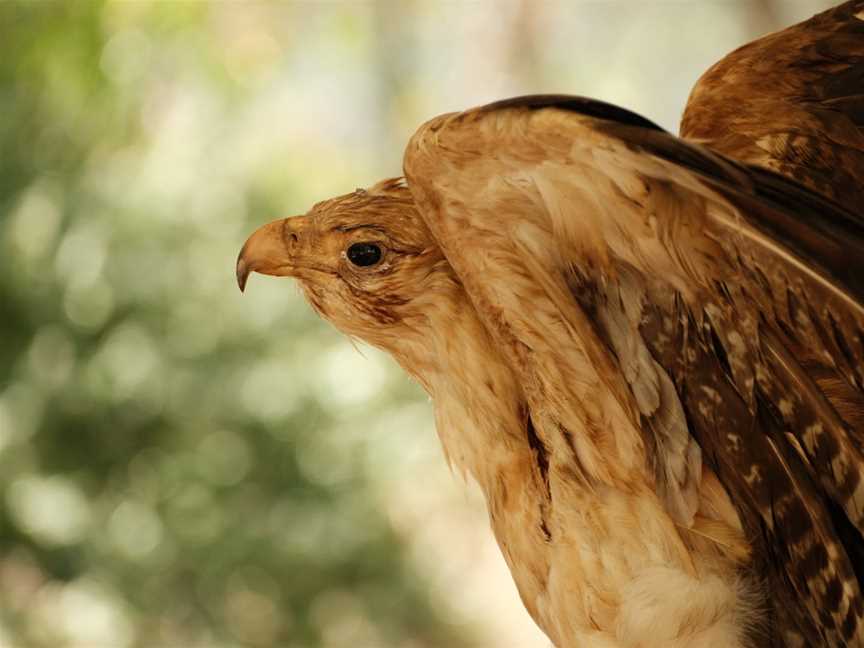 Alex Wilkie Nature Reserve, Springvale, VIC