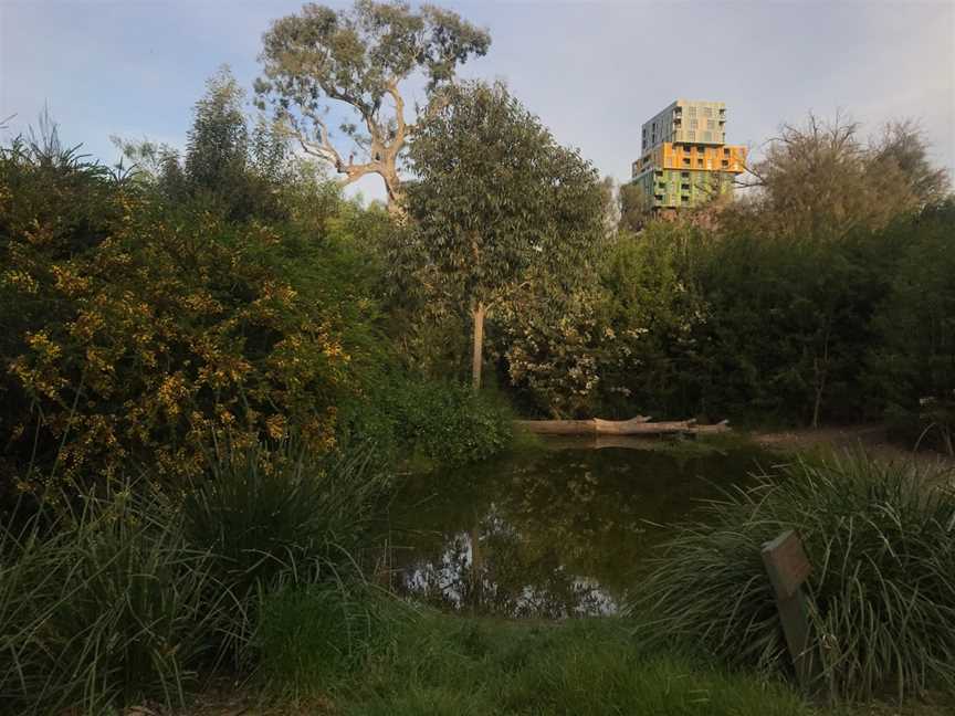 Ngargee Tree, St Kilda, VIC