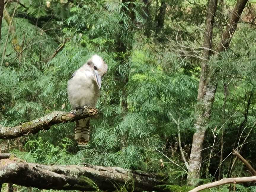 Butterfield Reserve, Emerald, VIC