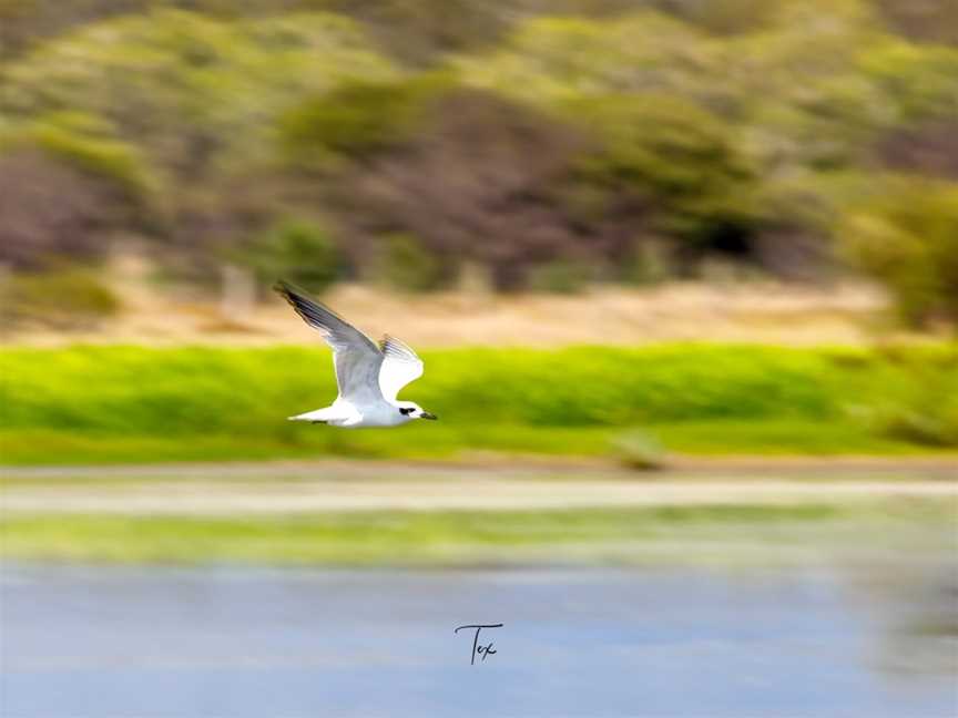 St Lawrence Wetlands, St Lawrence, QLD