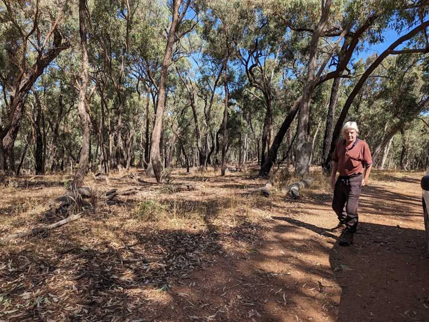 Jindalee National Park, Cootamundra, NSW